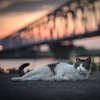 セクシーなおっさん猫