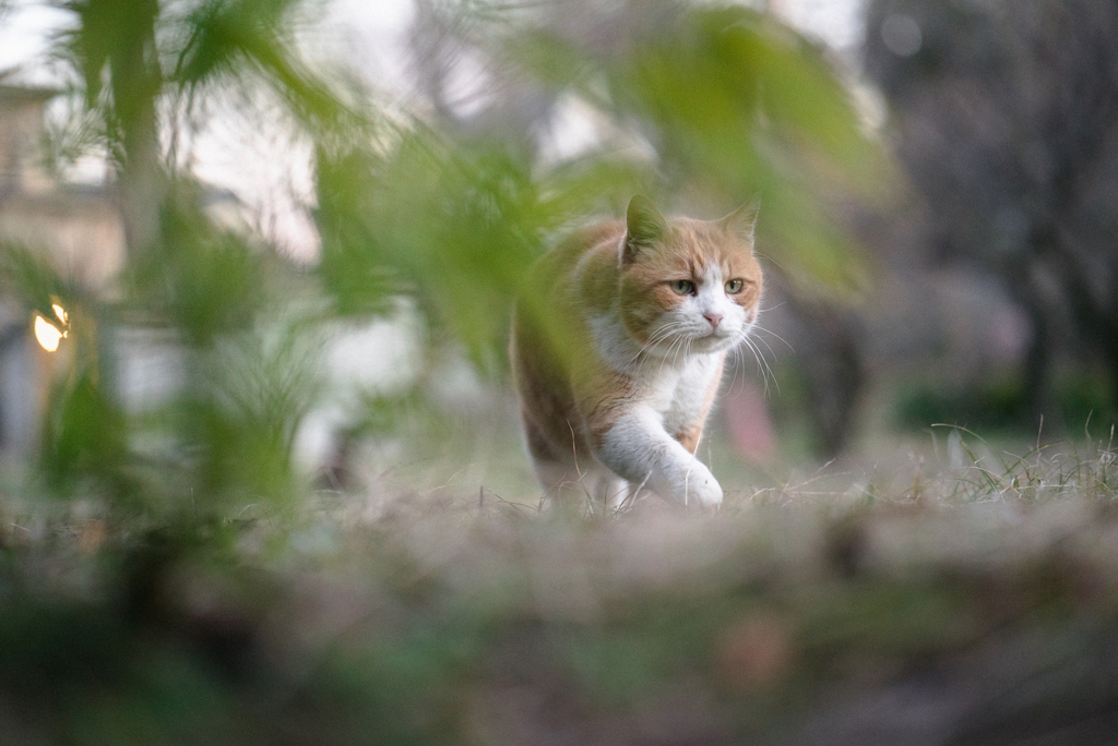 草むらの陰から