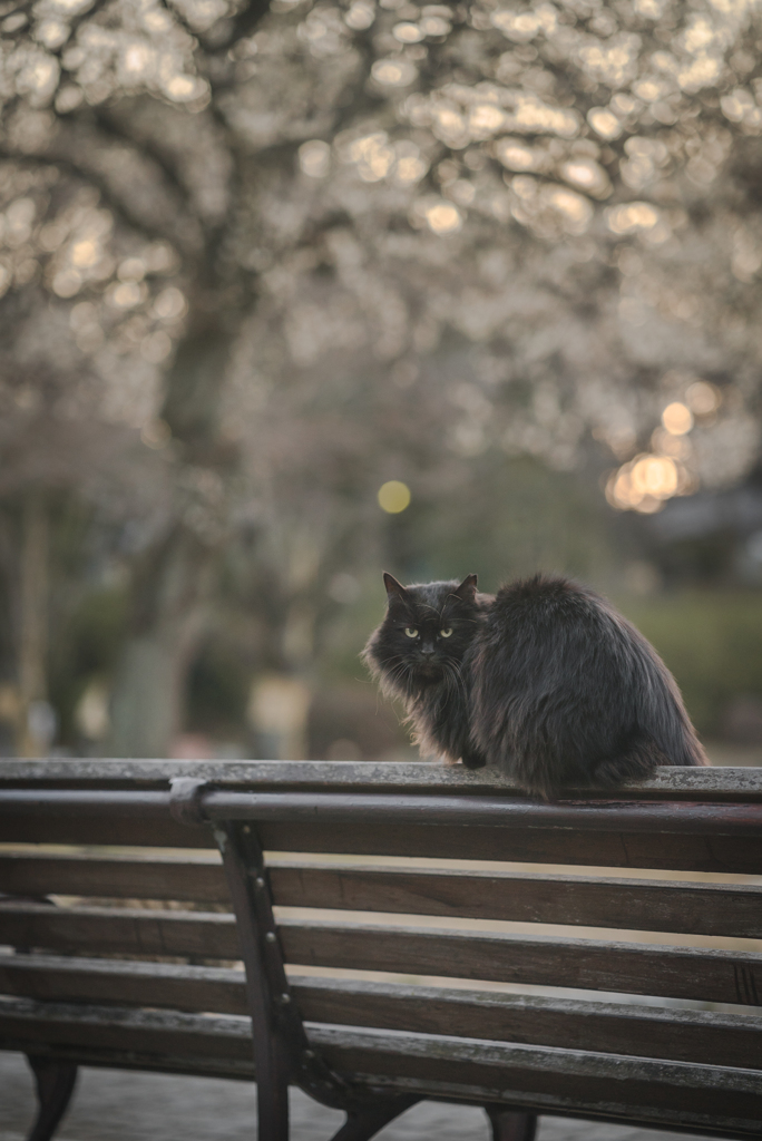 朝のベンチ