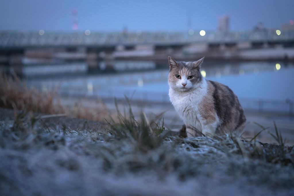 霜の降りた朝に