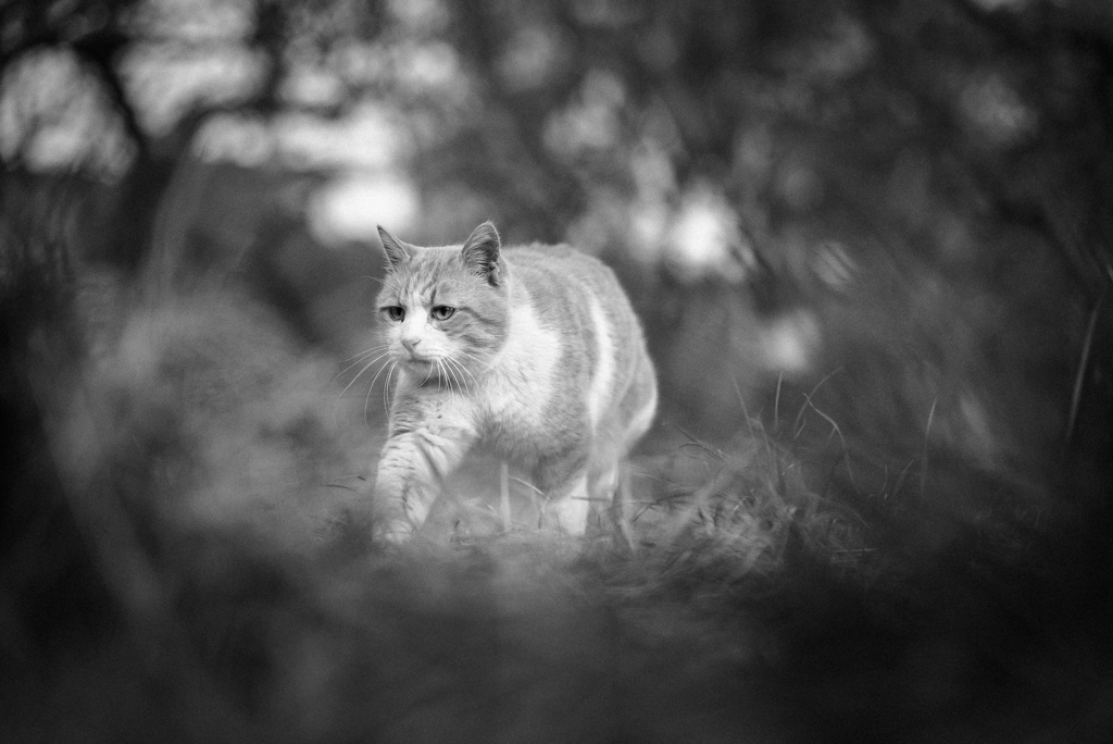walking