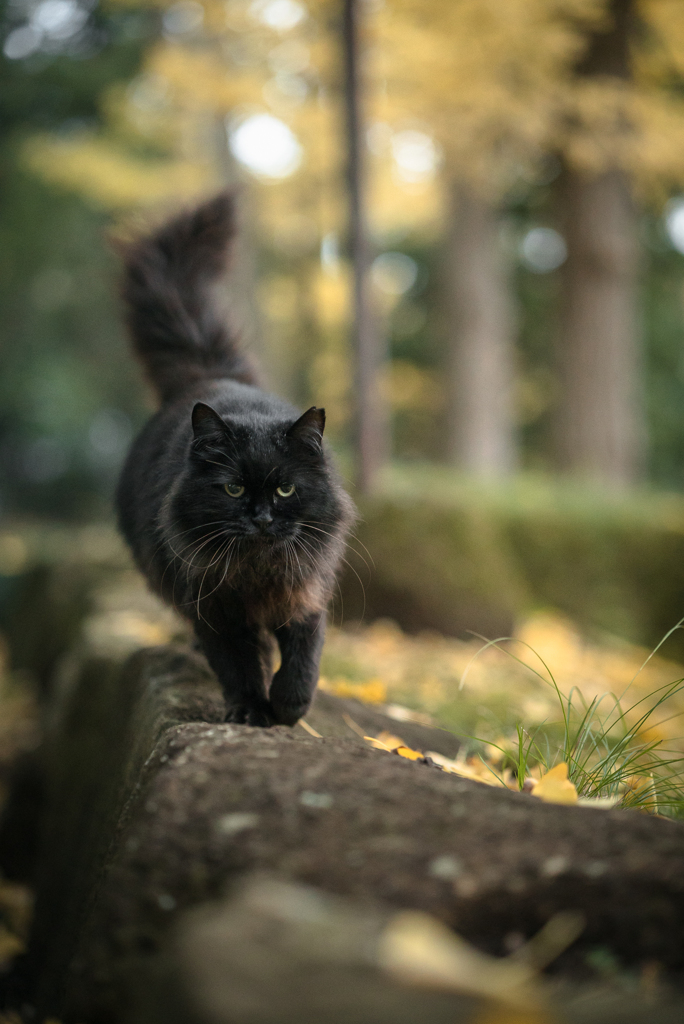 イチョウの樹の下で
