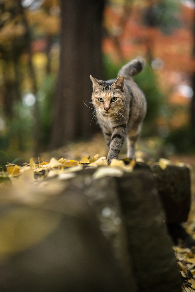 晩秋の散策