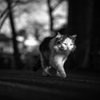 のしのしと