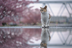 春の水たまり