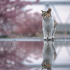 春の水たまり