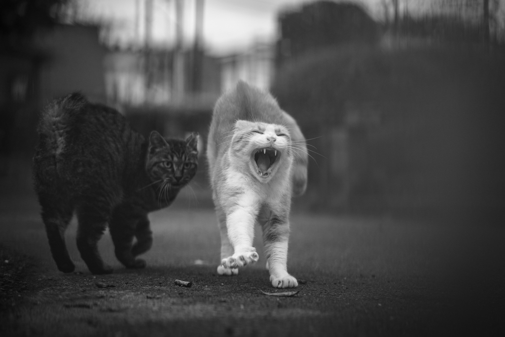 あくび
