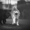 あくび