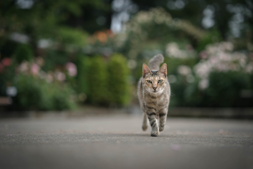 駆け寄ってきてくれた
