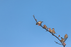 河津桜の枝の上で