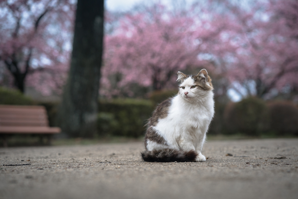 河津桜とオレ