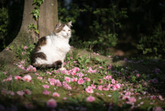 八重桜、散る