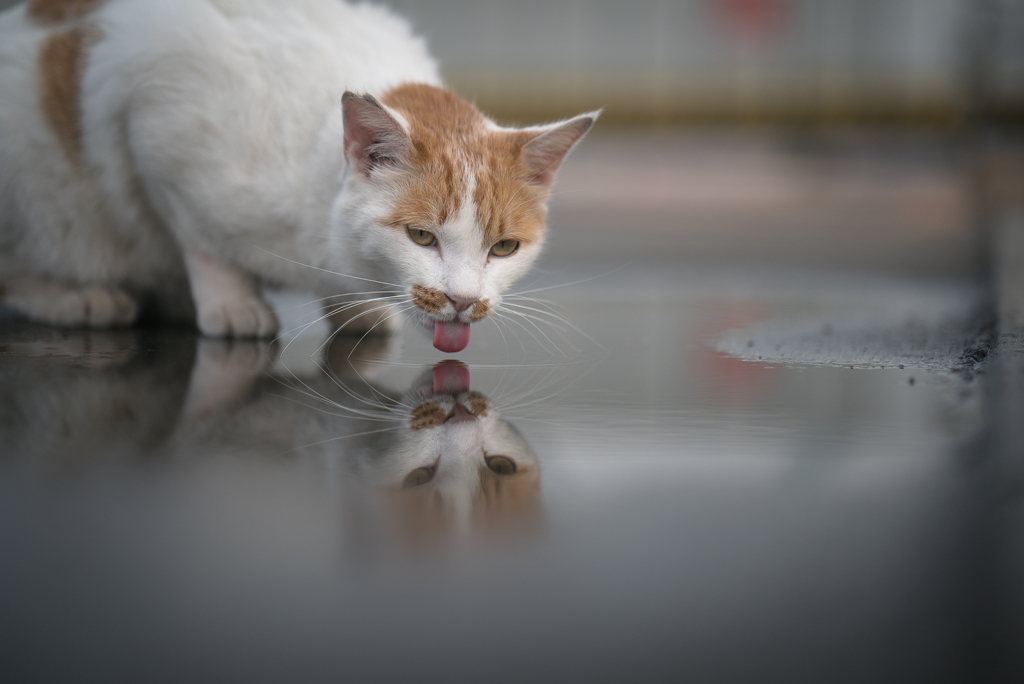 雨のあと
