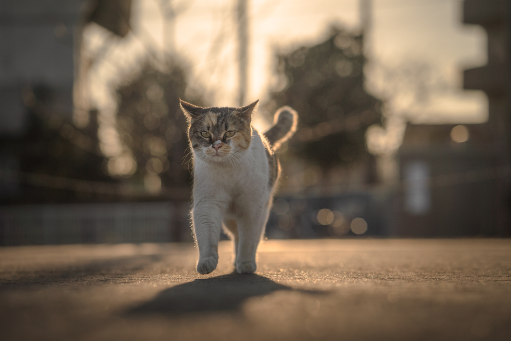 夕方のおさんぽ
