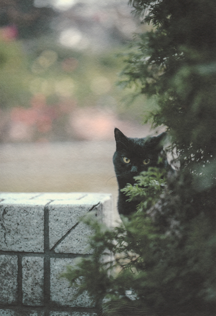 シャイ
