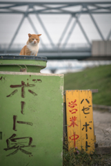 看板とねこ