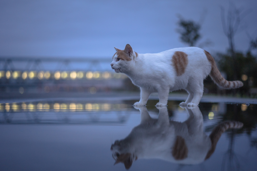 雨のあと