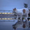 雨のあと