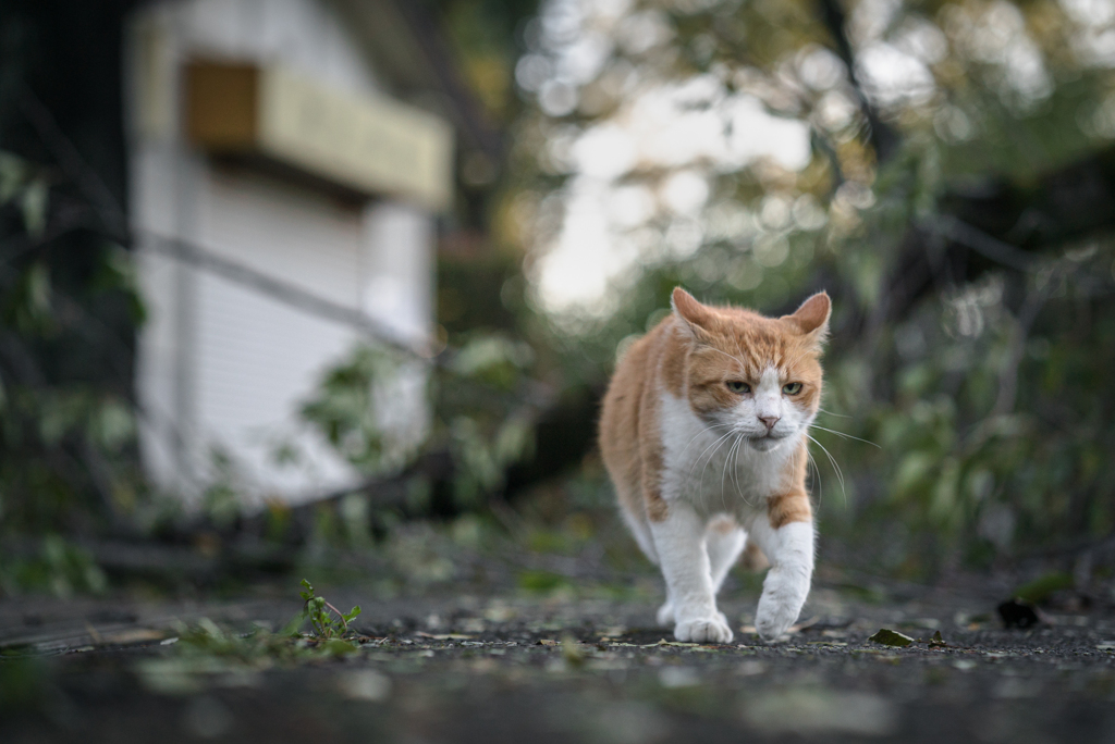 台風のあと