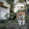 台風のあと