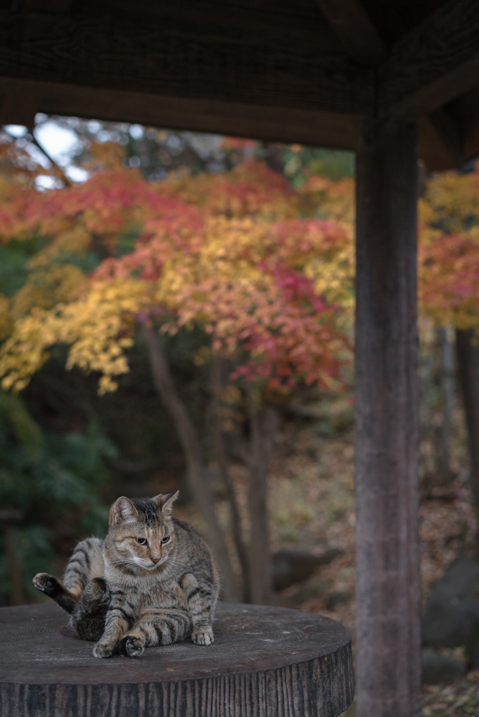 秋の東屋