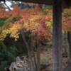 秋の東屋