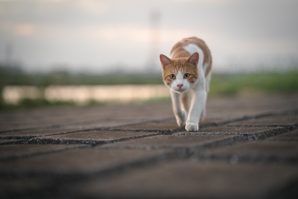 夕暮れに