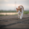 夕暮れに