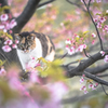 お転婆娘の春