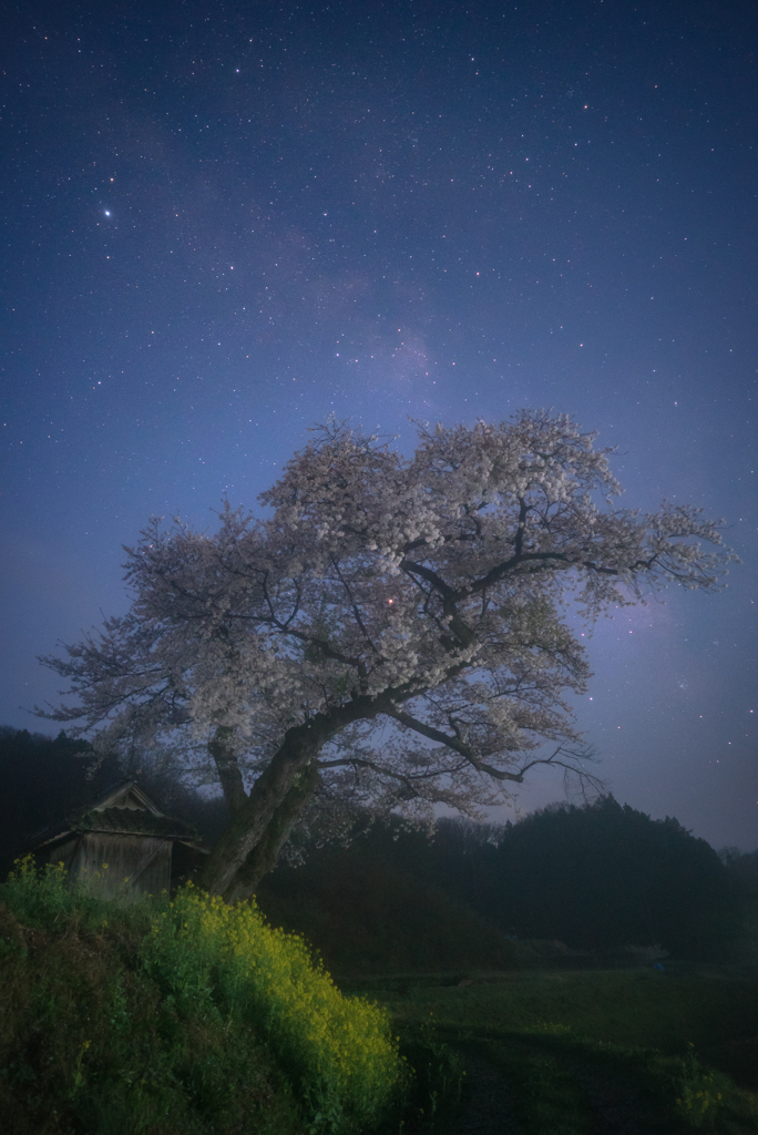 霧中の一本桜