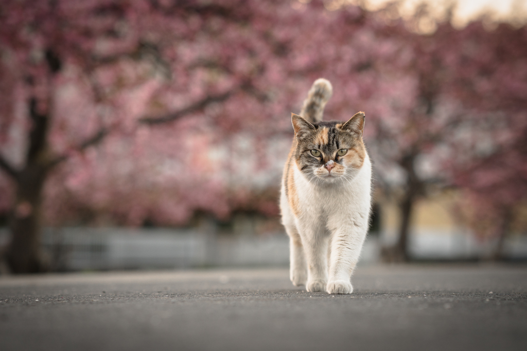 春が来た