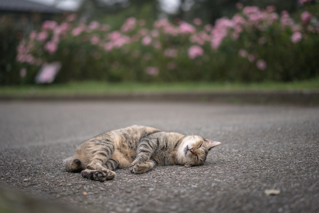 猫が落ちていました。