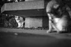 たくらむ白ねこ
