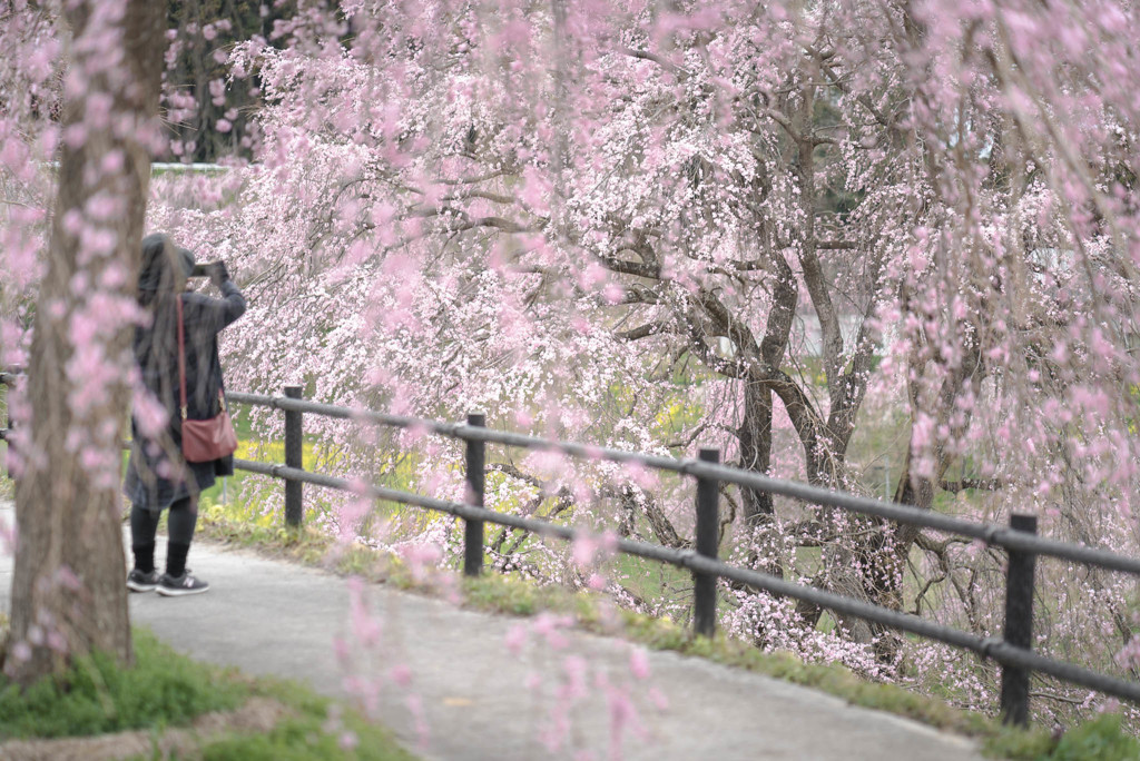 名の無い大桜