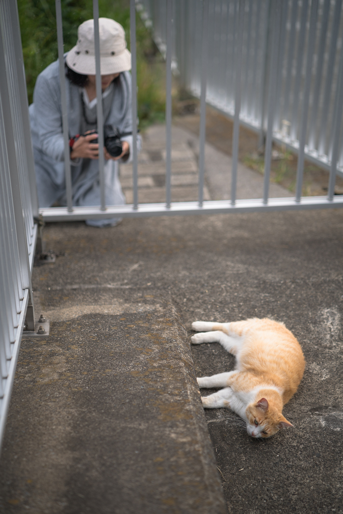 猫撮りさんと自由気ままな彼
