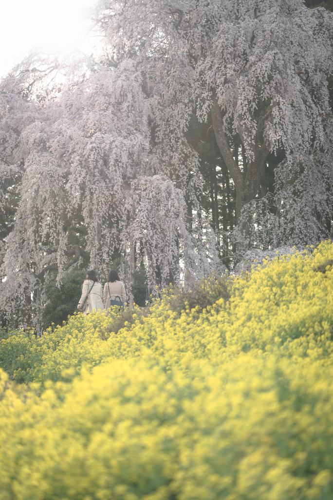 合戦場のしだれ桜