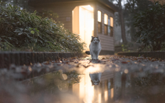 雨のあと