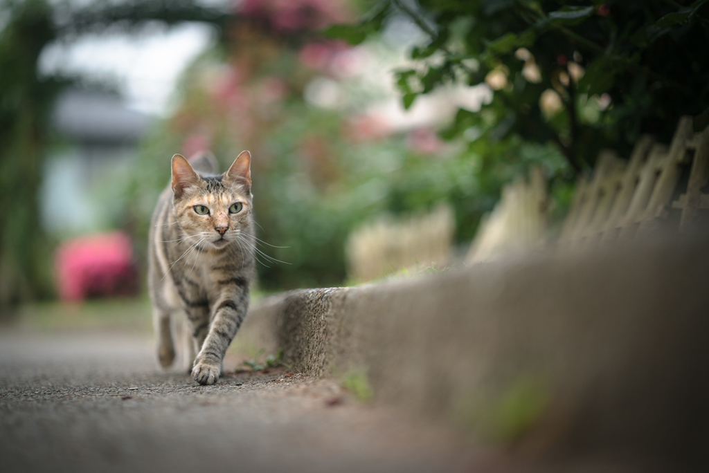お散歩