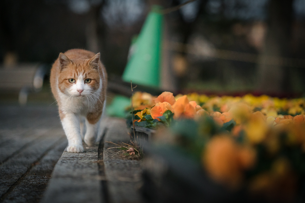 cat walk