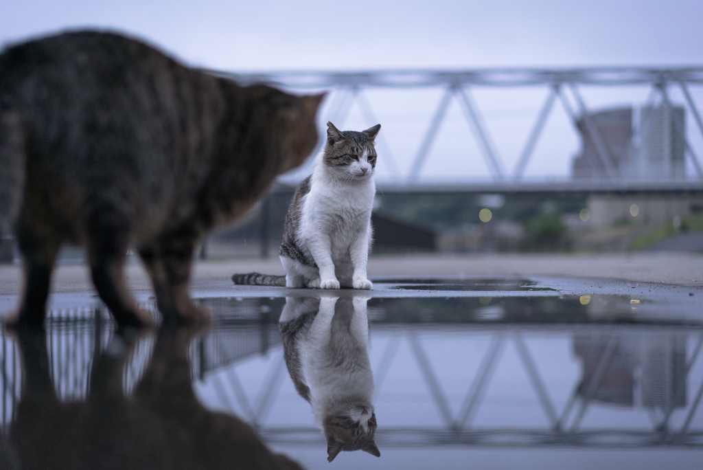 とある兄弟の朝