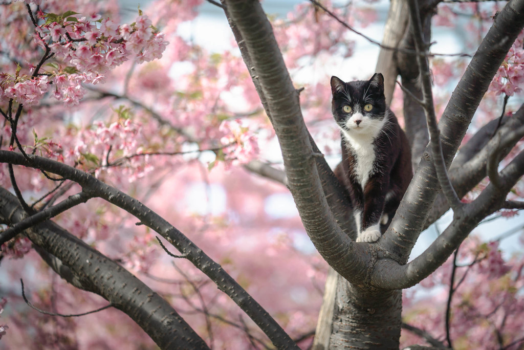 桜に囲まれて