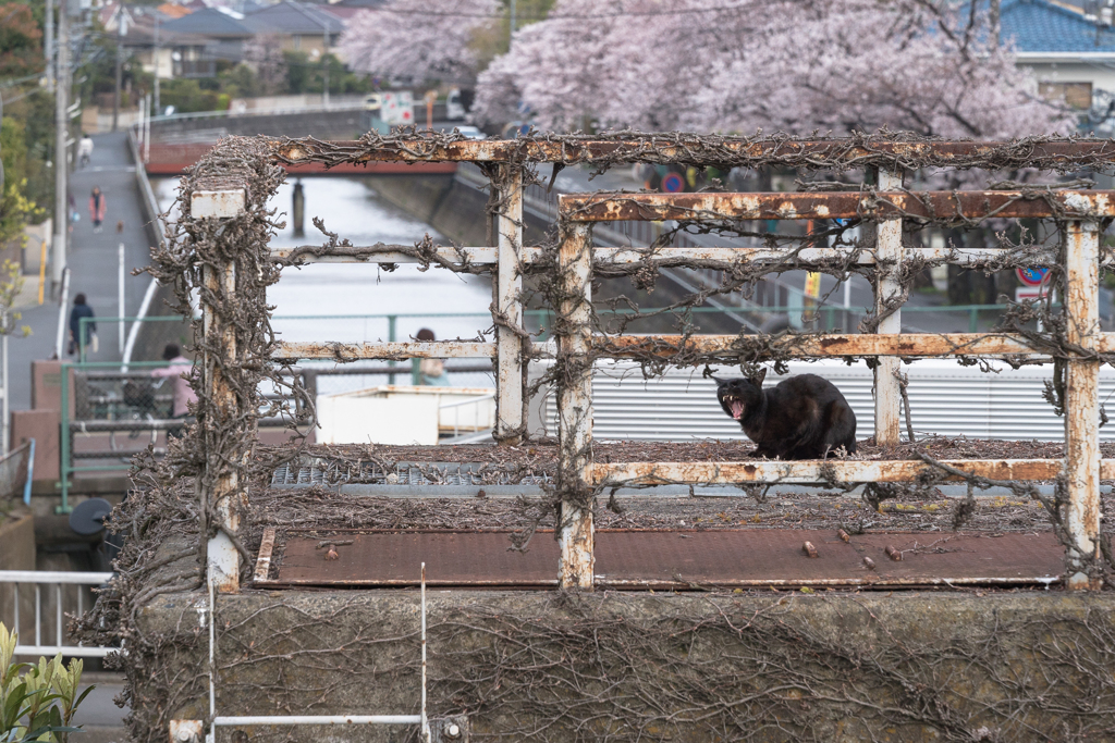 春の午後