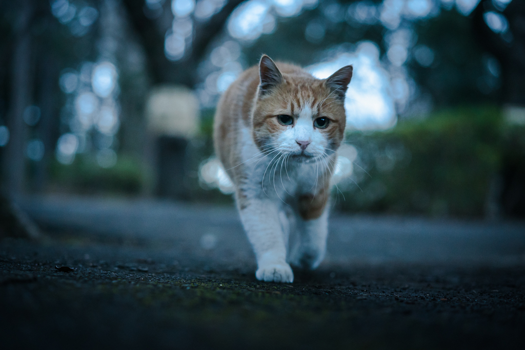 日の出前の森の中で