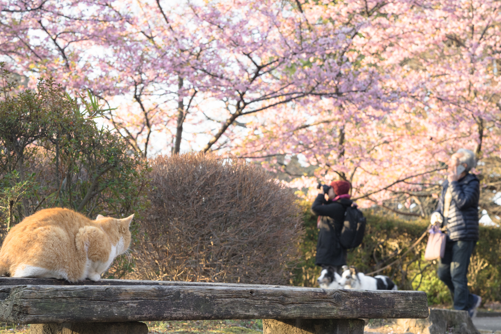 春の朝