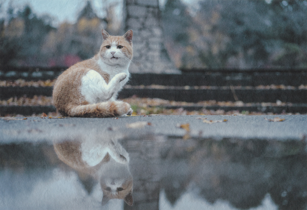 雨のあと