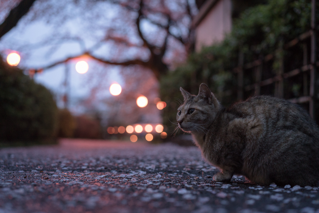 さくら祭りの外れで