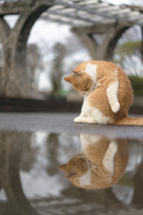 雨のあと