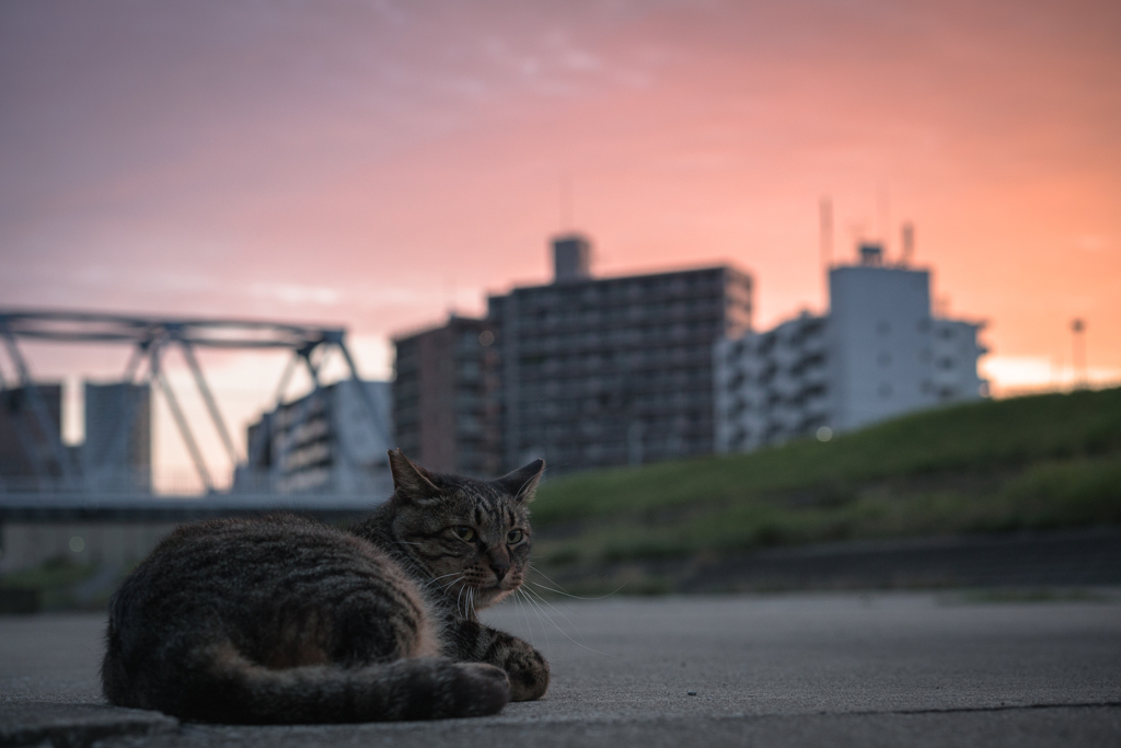 夜明け前