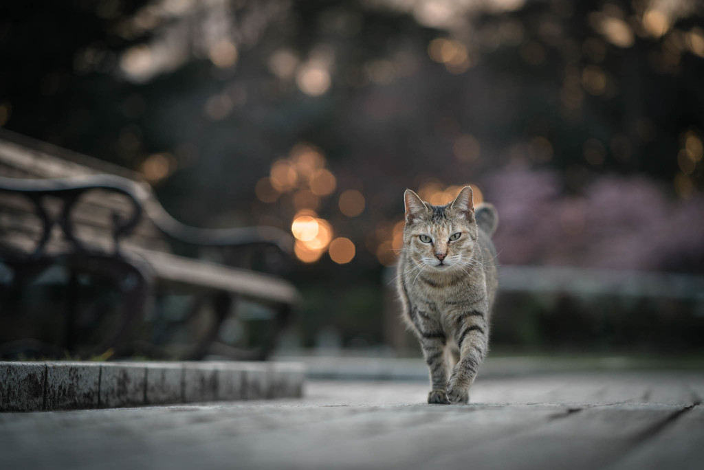 春の夕暮れに