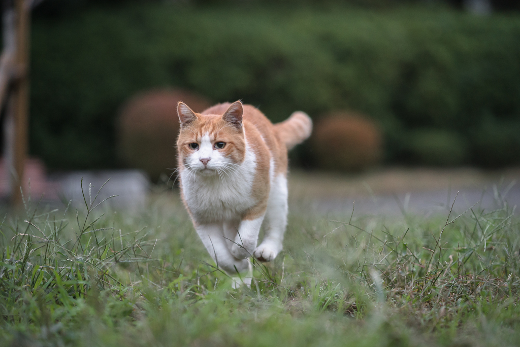 駆ける